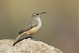 Rock Wren